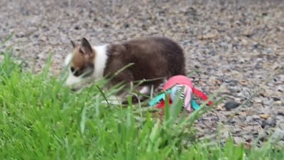 Jules, a female Pembroke Welsh Corgi for sale in Sugarcreek, OH – 10 of 10