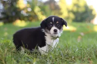 Dakota, a female Pembroke Welsh Corgi for sale in Sugarcreek, OH – 2 of 7