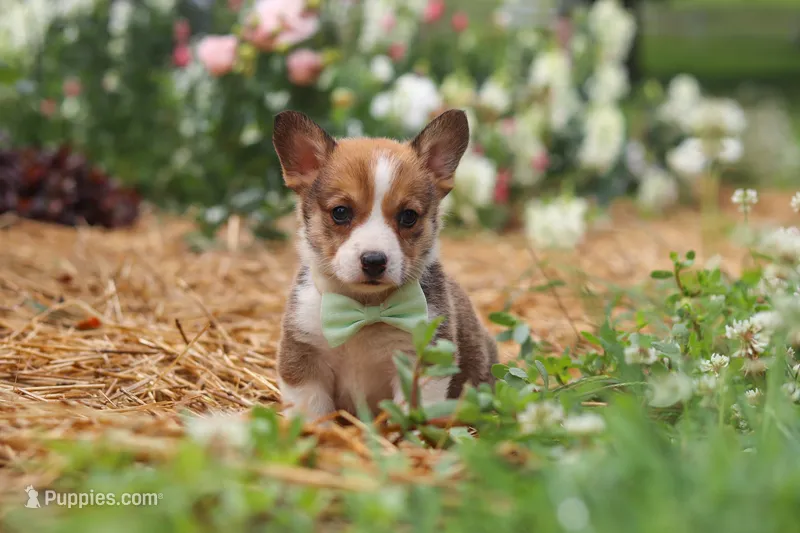 Clark – Pembroke Welsh Corgi puppy for sale in Sugarcreek, OH