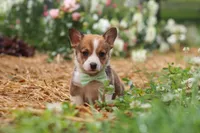Clark, a male Pembroke Welsh Corgi for sale in Sugarcreek, OH – 1 of 10