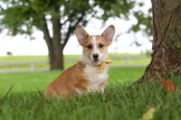 Garrett, a male Pembroke Welsh Corgi for sale in Sugarcreek, OH – 3 of 7