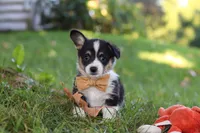 Weston, a male Pembroke Welsh Corgi for sale in Sugarcreek, OH – 3 of 6