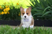 Milo, a male Pembroke Welsh Corgi for sale in Sugarcreek, OH – 6 of 10
