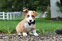 Finley, a male Pembroke Welsh Corgi for sale in Sugarcreek, OH – 4 of 9