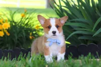 Caleb, a male Pembroke Welsh Corgi for sale in Sugarcreek, OH – 3 of 9