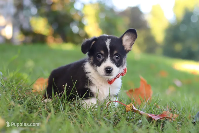Chance – Pembroke Welsh Corgi puppy for sale in Sugarcreek, OH
