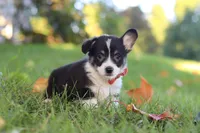 Chance, a male Pembroke Welsh Corgi for sale in Sugarcreek, OH – 1 of 7