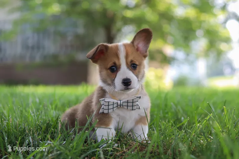 Benji – Pembroke Welsh Corgi puppy for sale in Sugarcreek, OH