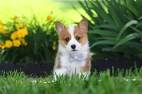 Milo, a male Pembroke Welsh Corgi for sale in Sugarcreek, OH – 7 of 10