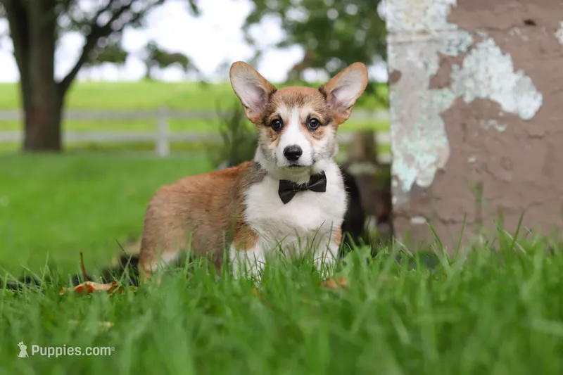 Bentley – Pembroke Welsh Corgi puppy for sale in Sugarcreek, OH