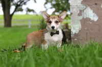 Bentley, a male Pembroke Welsh Corgi for sale in Sugarcreek, OH – 1 of 7