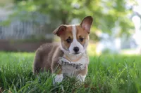 Benji, a male Pembroke Welsh Corgi for sale in Sugarcreek, OH – 2 of 6