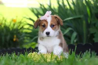 Holly, a female Pembroke Welsh Corgi for sale in Sugarcreek, OH – 7 of 10
