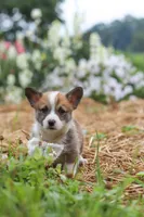 Garrett, a male Pembroke Welsh Corgi for sale in Sugarcreek, OH – 5 of 10