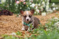 Blake, a male Pembroke Welsh Corgi for sale in Sugarcreek, OH – 3 of 10