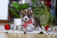 Prancer, a male Pembroke Welsh Corgi for sale in Sugarcreek, OH – Photo 2 of 5