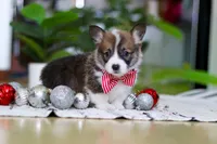Prancer, a male Pembroke Welsh Corgi for sale in Sugarcreek, OH – Photo 3 of 5