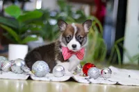 Prancer, a male Pembroke Welsh Corgi for sale in Sugarcreek, OH – Photo 4 of 5