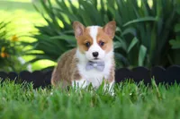 Milo, a male Pembroke Welsh Corgi for sale in Sugarcreek, OH – 3 of 10