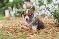 Luca, a male Pembroke Welsh Corgi for sale in Sugarcreek, OH – 8 of 10