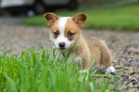 Finley, a male Pembroke Welsh Corgi for sale in Sugarcreek, OH – 7 of 10