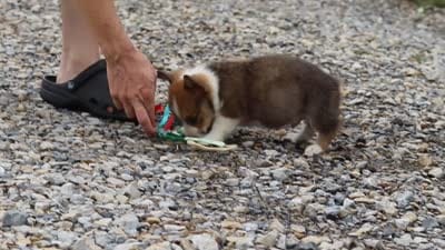 Clark, a male Pembroke Welsh Corgi for sale in Sugarcreek, OH – 10 of 10