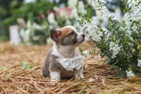 Garrett, a male Pembroke Welsh Corgi for sale in Sugarcreek, OH – 8 of 10