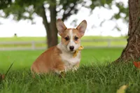Garrett, a male Pembroke Welsh Corgi for sale in Sugarcreek, OH – 6 of 7
