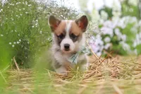 Buddy, a male Pembroke Welsh Corgi for sale in Sugarcreek, OH – 8 of 9