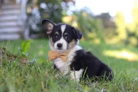 Weston, a male Pembroke Welsh Corgi for sale in Sugarcreek, OH – 5 of 6