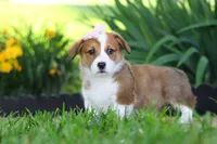 Holly, a female Pembroke Welsh Corgi for sale in Sugarcreek, OH – 4 of 10