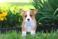 Caleb, a male Pembroke Welsh Corgi for sale in Sugarcreek, OH – 8 of 9
