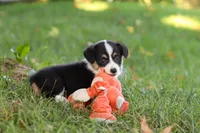 Josie, a female Pembroke Welsh Corgi for sale in Sugarcreek, OH – 7 of 10