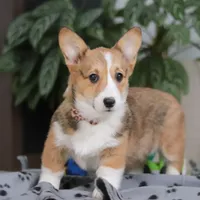 Hope, a female Pembroke Welsh Corgi for sale in Sugarcreek, OH – Photo 4 of 5
