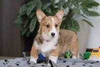 Hope, a female Pembroke Welsh Corgi for sale in Sugarcreek, OH – Photo 4 of 5