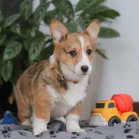 Hope, a female Pembroke Welsh Corgi for sale in Sugarcreek, OH – Photo 5 of 5