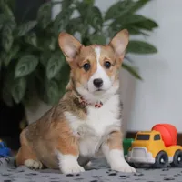 Hope, a female Pembroke Welsh Corgi for sale in Sugarcreek, OH – Photo 1 of 5