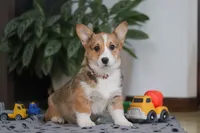 Hope, a female Pembroke Welsh Corgi for sale in Sugarcreek, OH – Photo 1 of 5