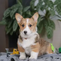 Hope, a female Pembroke Welsh Corgi for sale in Sugarcreek, OH – Photo 3 of 5