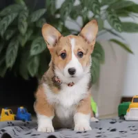 Hope, a female Pembroke Welsh Corgi for sale in Sugarcreek, OH – Photo 2 of 5