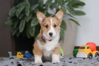 Hope, a female Pembroke Welsh Corgi for sale in Sugarcreek, OH – Photo 2 of 5