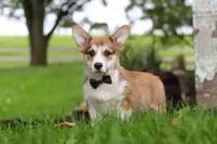 Bentley, a male Pembroke Welsh Corgi for sale in Sugarcreek, OH – 3 of 7