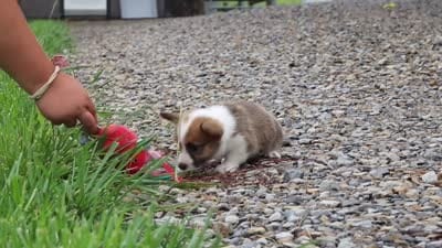 Pepper, a female Pembroke Welsh Corgi for sale in Sugarcreek, OH – 10 of 10