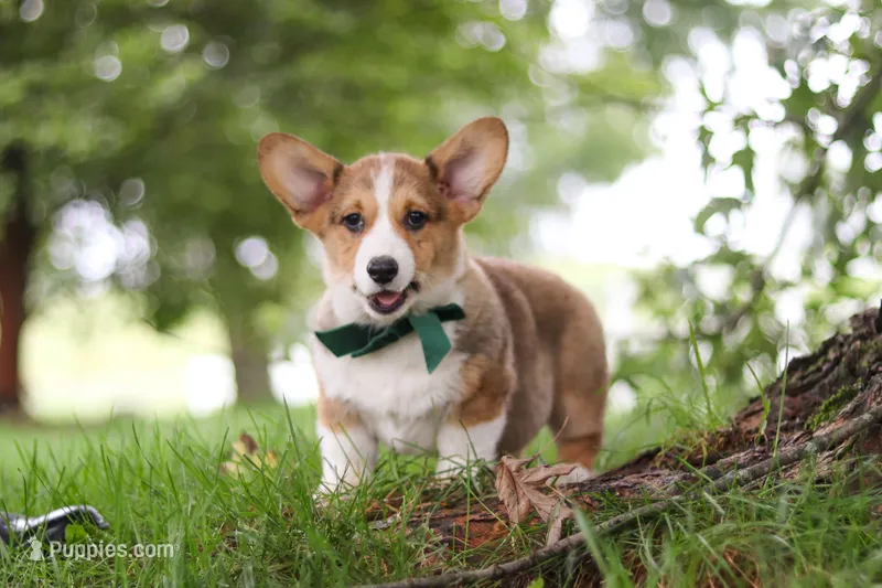 Luca – Pembroke Welsh Corgi puppy for sale in Sugarcreek, OH