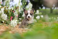 Jules, a female Pembroke Welsh Corgi for sale in Sugarcreek, OH – 9 of 10