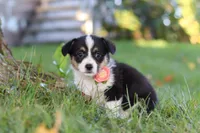 Josie, a female Pembroke Welsh Corgi for sale in Sugarcreek, OH – 5 of 10