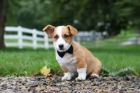 Finley, a male Pembroke Welsh Corgi for sale in Sugarcreek, OH – 7 of 9