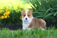 Milo, a male Pembroke Welsh Corgi for sale in Sugarcreek, OH – 8 of 10