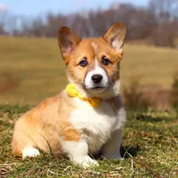 Ethan, a male Pembroke Welsh Corgi for sale in Sugarcreek, OH – Photo 1 of 9