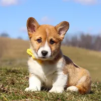 Ethan, a male Pembroke Welsh Corgi for sale in Sugarcreek, OH – Photo 3 of 9